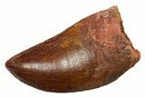 Serrated, Carcharodontosaurus Tooth - Real Dinosaur Tooth #351634-1